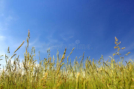 天空下的青草