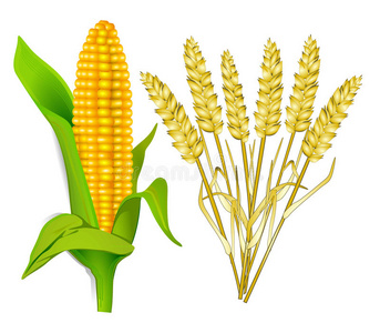 玉米和谷物图片