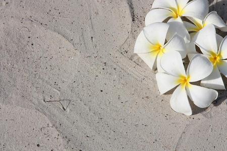 白沙上的小花