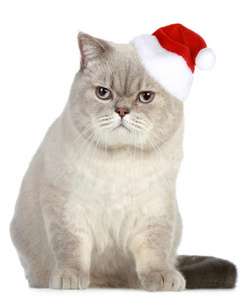 戴红色圣诞帽的英国猫的肖像