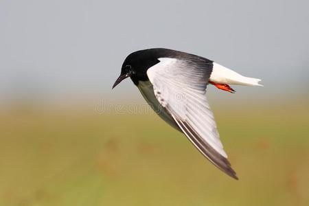 白翅黑燕鸥图片