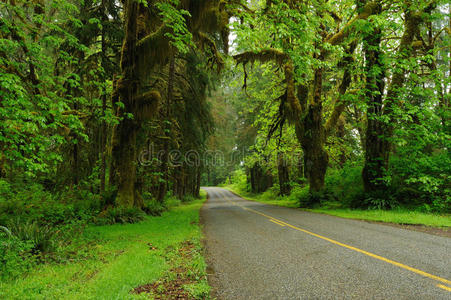 雨林中的道路