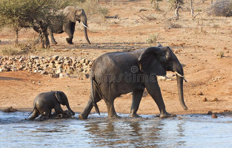 大象妈妈和小牛离开水坑