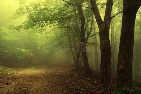 穿过绿色雾林的路
