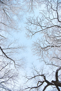 迎着天空的冬日树木
