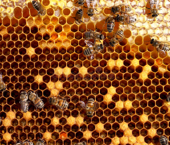 蜂巢和蜜蜂