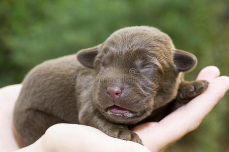 新生幼犬