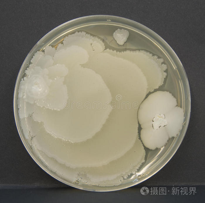 下载小样发票合同问题/举报枯草芽孢杆菌琼脂上的真菌文化琼脂平板上