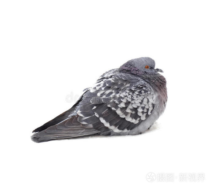 一只灰鸽子