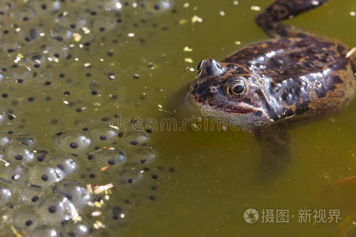 池塘里常见的青蛙特写镜头