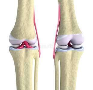 带韧带和软骨的膝关节