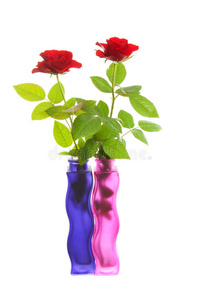 彩色花瓶里的两朵红玫瑰