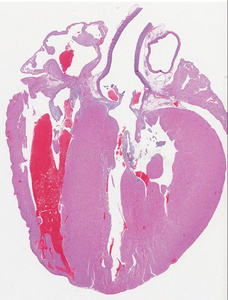 豚鼠心脏解剖