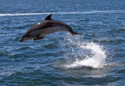宽吻海豚跳跃