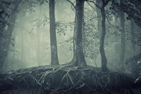 在黑暗的森林里有根的可怕的树