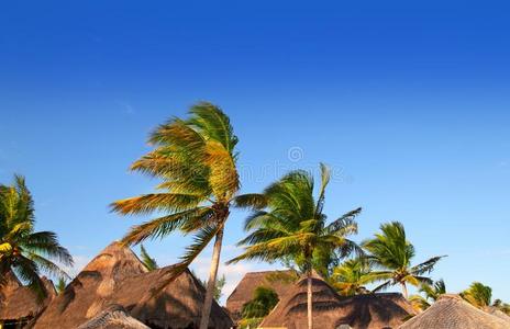 玛雅里维埃拉热带天窗棕榈树蓝天
