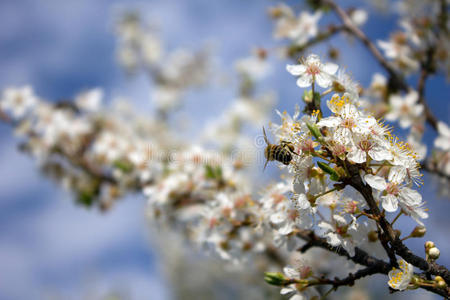 蜂花树枝