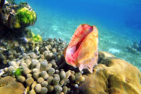 加勒比海珊瑚礁彩海中的贝壳