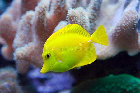 水下世界鱼类在珊瑚中