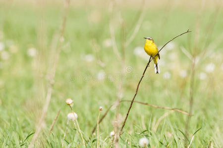 草地 坐 野生动物 黄色的 绿色 自然 鸟图片