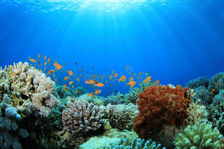 海里的珊瑚礁