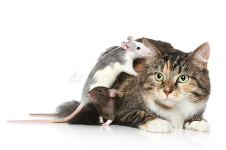 猫和老鼠休息