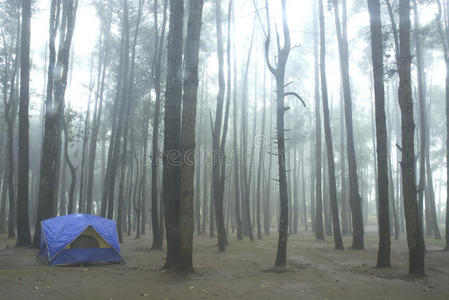 森林里只有帐篷。