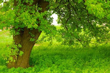 美丽的绿树