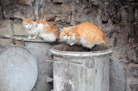 垃圾桶上的两只流浪猫图片