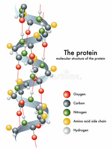 蛋白质