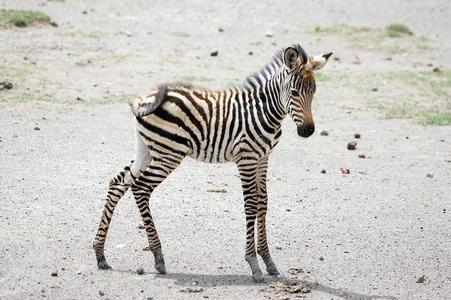 幼斑马Equaus burchelli