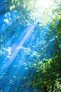 森林中的蓝光