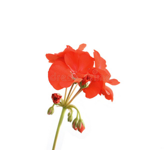 花红天竺葵