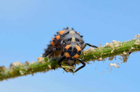 瓢虫幼虫食蚜