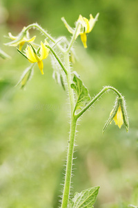 西红柿花