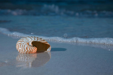 夜海鹦鹉螺壳