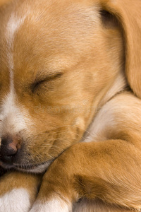 一只可爱的腊肠小狗睡觉的特写镜头
