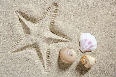 沙滩海星纹贝壳