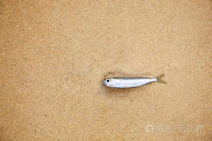 沙滩上的小鱼已经死了