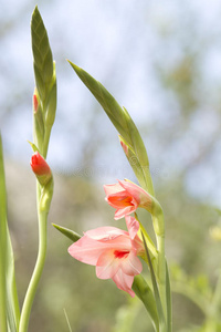 花瓣粉红色唐菖蒲花图片