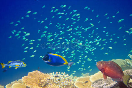 热带鱼对抗珊瑚