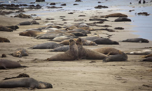 加利福尼亚州皮德拉斯布兰卡斯的象海豹