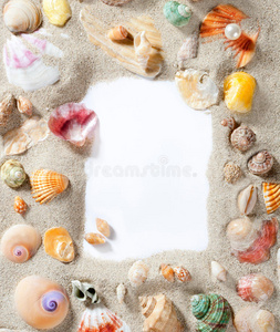 边框夏季海滩贝壳空白复制空间图片
