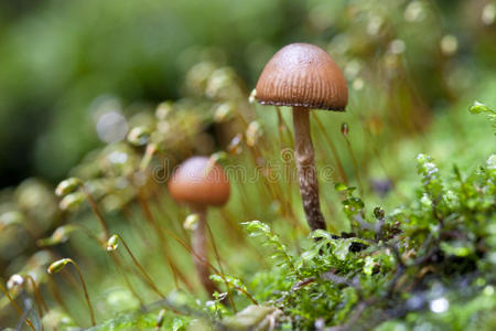 苔藓野蘑菇