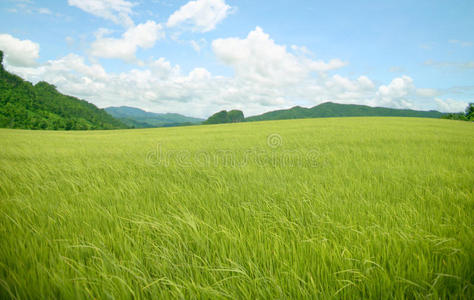 农业水稻山