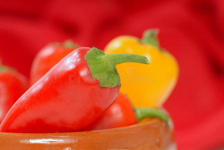 辣椒品种