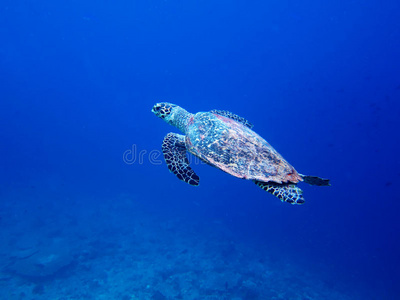 马尔代夫的海龟图片