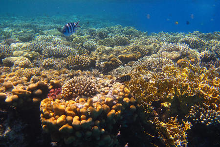 埃及珊瑚礁