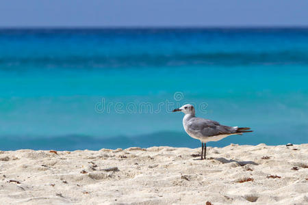 海滩上的海鸥