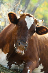 棕色的牛躺在草地上